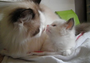 Ginger et son chaton - Chatterie Ragdolls du Val de Beauvoir